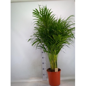 Dypsis lutescens   ...Chrysalidoca