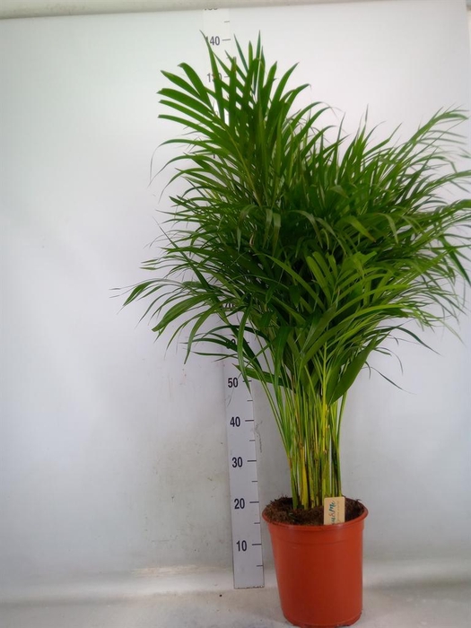 <h4>Dypsis lutescens   ...Chrysalidoca</h4>
