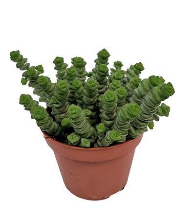 <h4>Crassula Marnieriana Hottentot</h4>