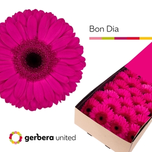 Gerbera Bon Dia Doos