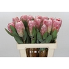 Protea Penny Pink