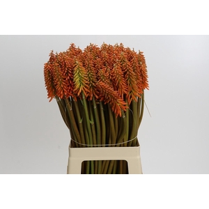 Kniphofia Eycone Orange