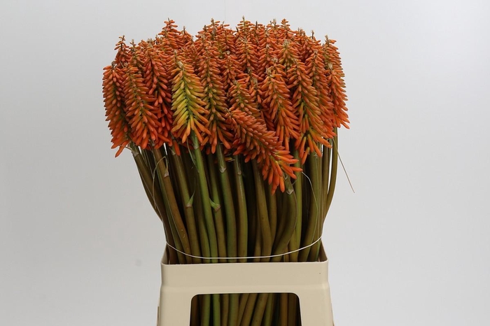 <h4>Kniphofia Eycone Orange</h4>