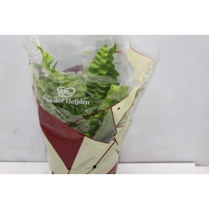 ASPLENIUM CRISPY WAVE P19