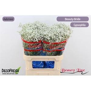 Gyps Pa Beauty Bride