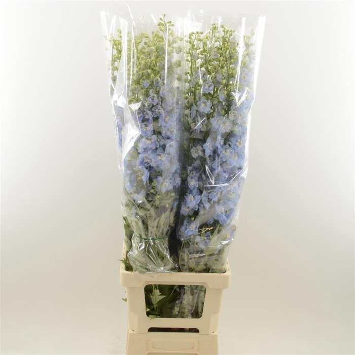 <h4>Delphinium double Aurora Light Blue</h4>