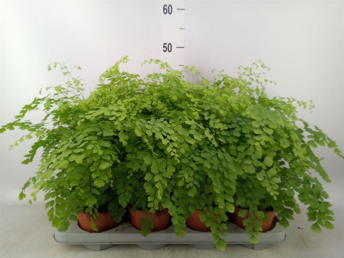 <h4>Adiantum raddi. 'Fragrans'</h4>