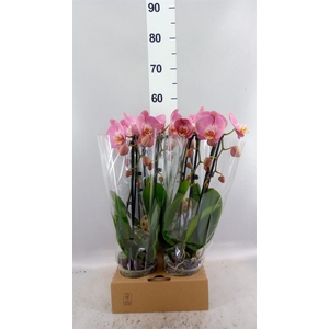 Phalaenopsis  'Elegant Cascade'