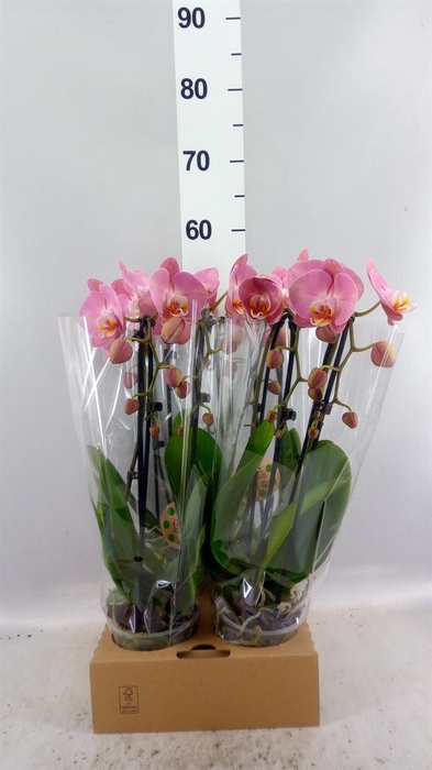 <h4>Phalaenopsis  'Elegant Cascade'</h4>