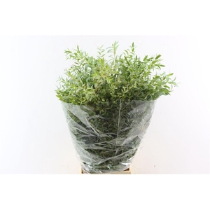 Euca Parvifolia 200gr P Bunch