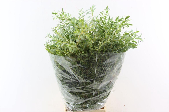 Euca Parvifolia 200gr P Bunch