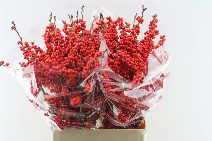 <h4>Ilex Brit Buys</h4>