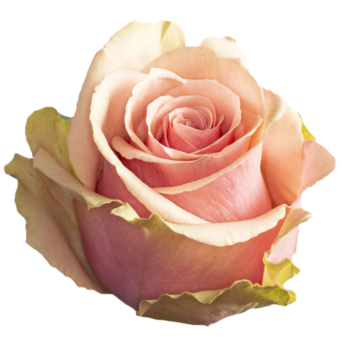 <h4>R GR GERALDINE</h4>