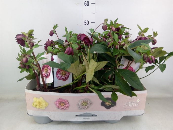 <h4>Helleborus ori.</h4>