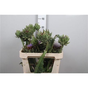 Cynara Sc Green Glob