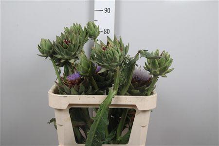 <h4>Cynara Sc Green Glob</h4>