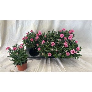 DIAN OSC PINK