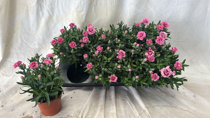 <h4>DIAN OSC PINK</h4>