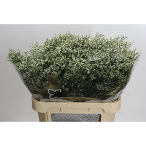 Limonium sinensis Clear Diamond