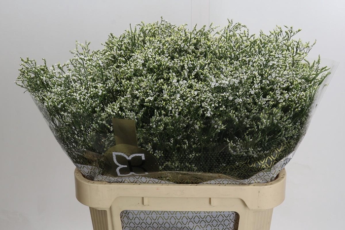 <h4>Limonium sinensis Clear Diamond</h4>