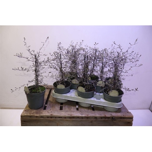 arr8 Corokia Cotoneaster