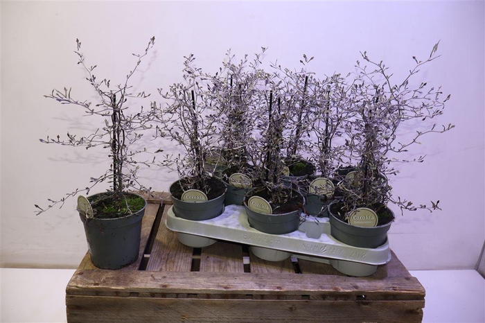 <h4>arr8 Corokia Cotoneaster</h4>