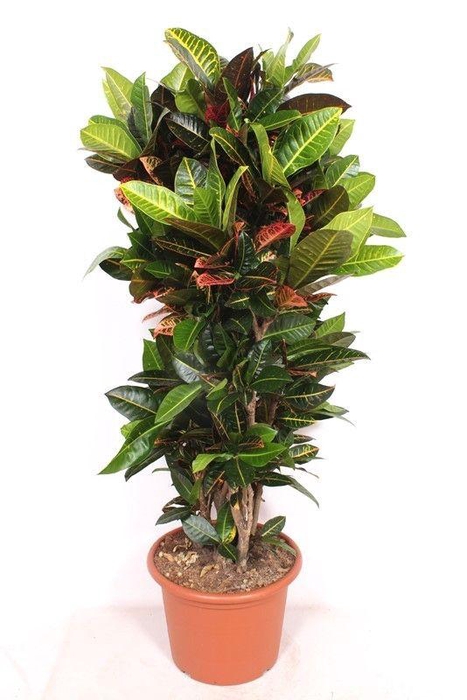 <h4>Codiaeum Petra (Croton)</h4>