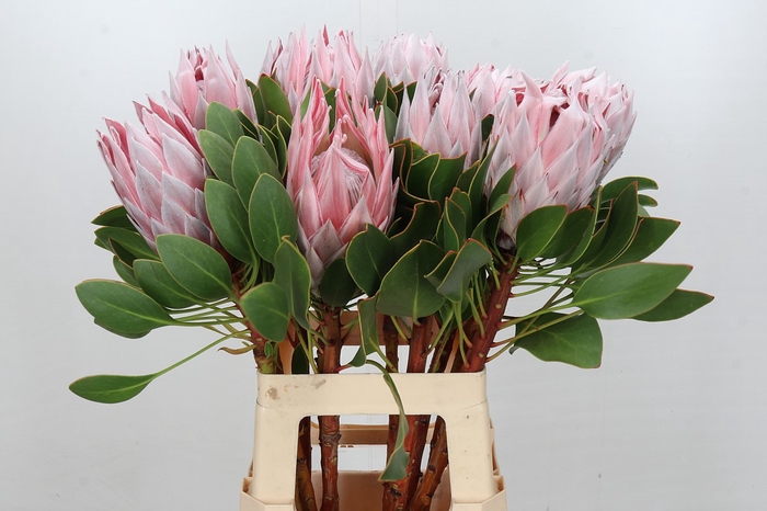 <h4>Protea Cynaroides</h4>