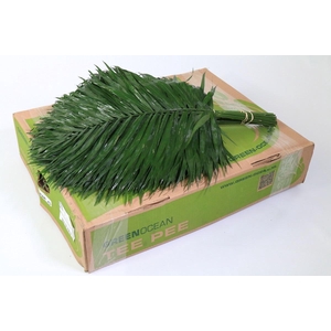 TeePee (air) Green Ocean