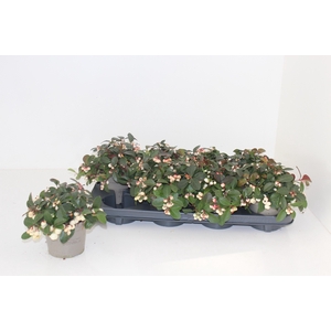 Gaulth Pr Ciao B Whi P12