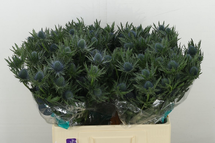 <h4>Eryn Aquarius Qstar</h4>