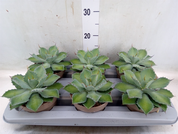 <h4>Aeonium   ...</h4>