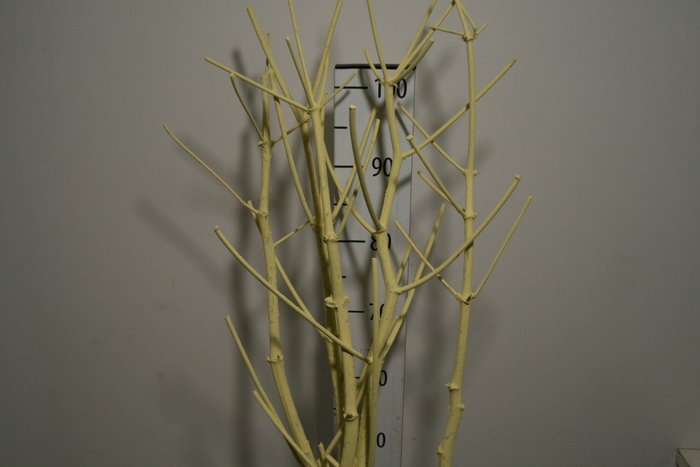 Branch 100cm Silver P Stem