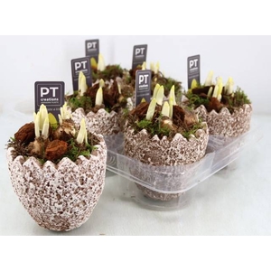 Narcissus Tete a Tete arr. 11Ø 16cm