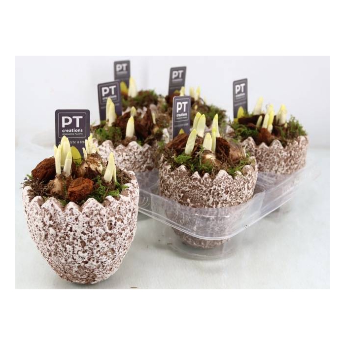 <h4>Narcissus Tete a Tete arr. 11Ø 16cm</h4>