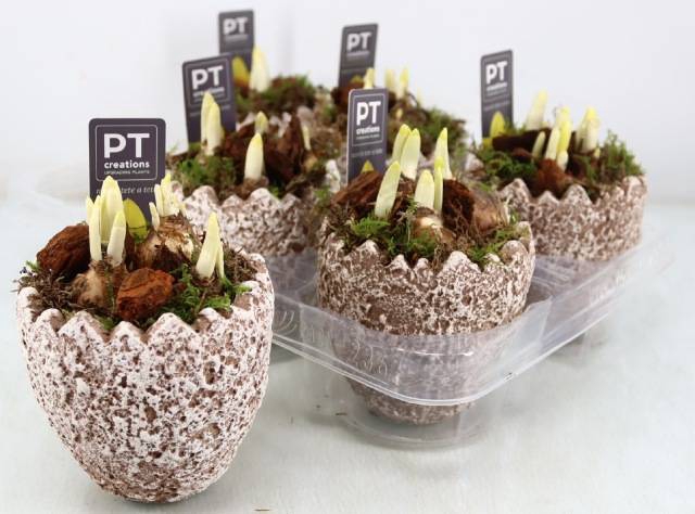 Narcissus Tete a Tete arr. 11Ø 16cm