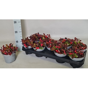 GAULTH PROCUMBENS