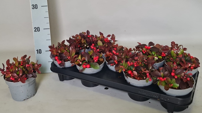 <h4>GAULTH PROCUMBENS</h4>