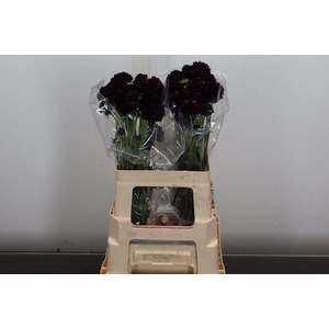 Scabiosa At Red Velvet Scoop