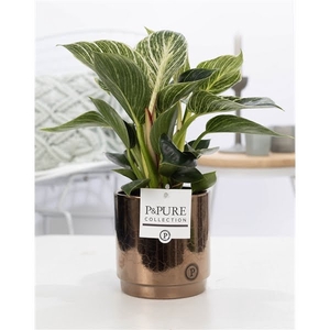 Philodendron White Wave in P&PURE Juliette ceramics gold/bronze