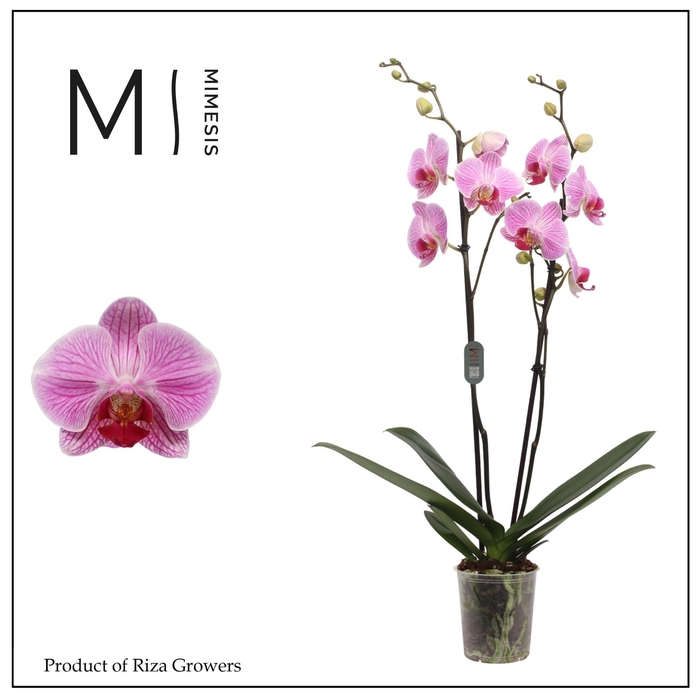 <h4>Phalaenopsis Cleveland 2 spike – 12cm | Mimesis</h4>