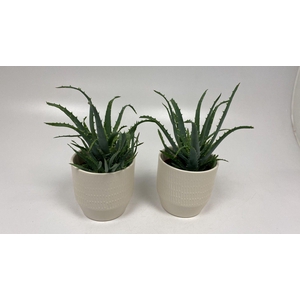 Aloë Arborencis in sylvia keramiek