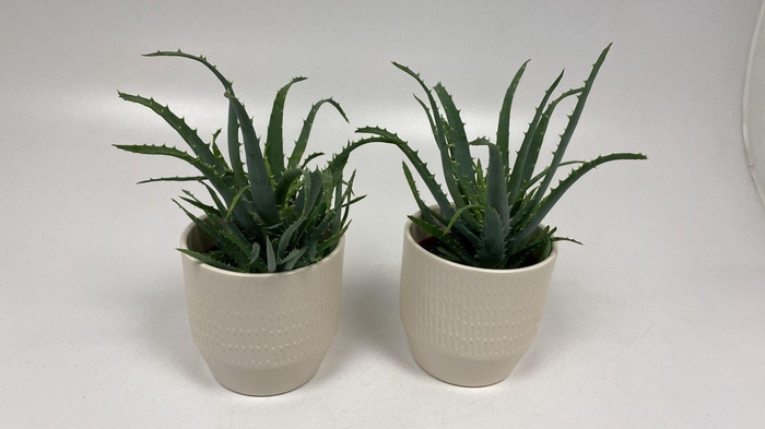 <h4>Aloë Arborencis in sylvia keramiek</h4>