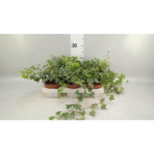 Hedera helix 'Eva'