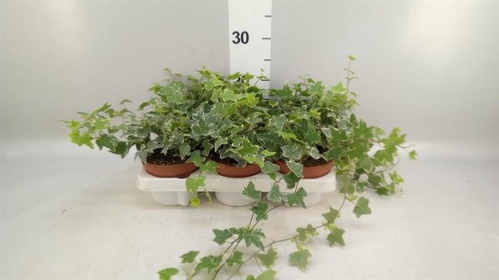 <h4>Hedera helix 'Eva'</h4>
