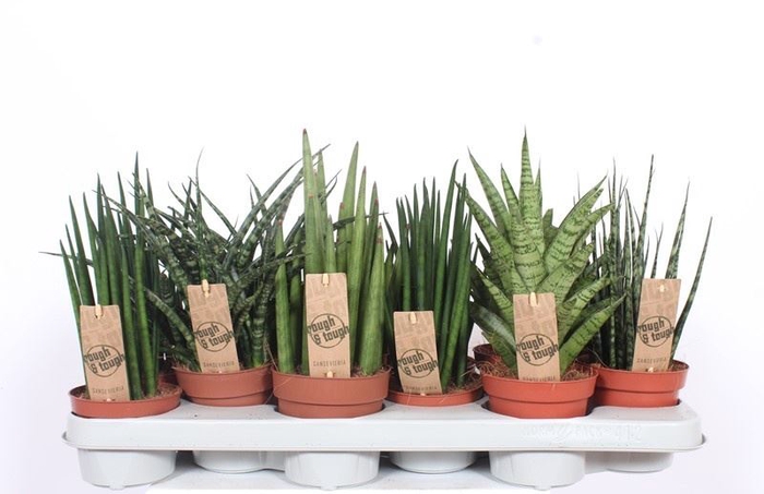 Sansevieria Cylindrica