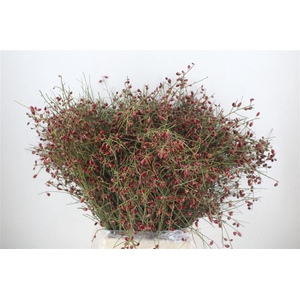 Ginster Berry Red P Bunch