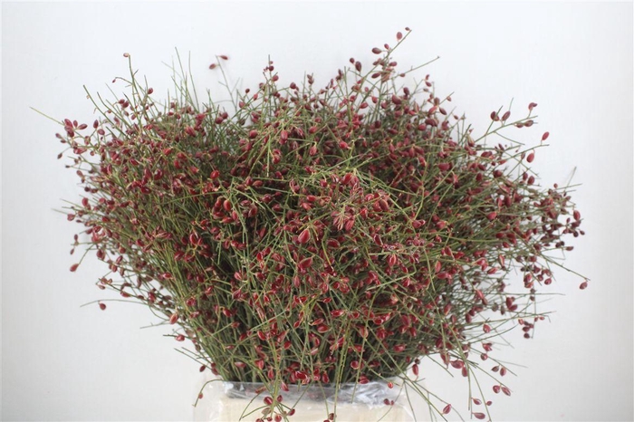 <h4>Ginster Berry Red P Bunch</h4>