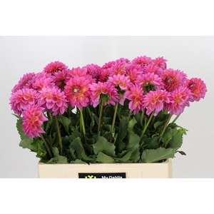 DAHLIA BARBADOS*
