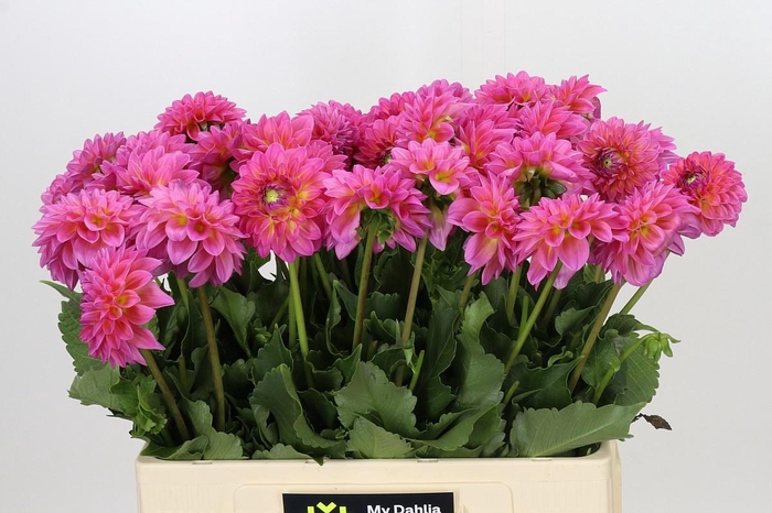 <h4>DAHLIA BARBADOS*</h4>